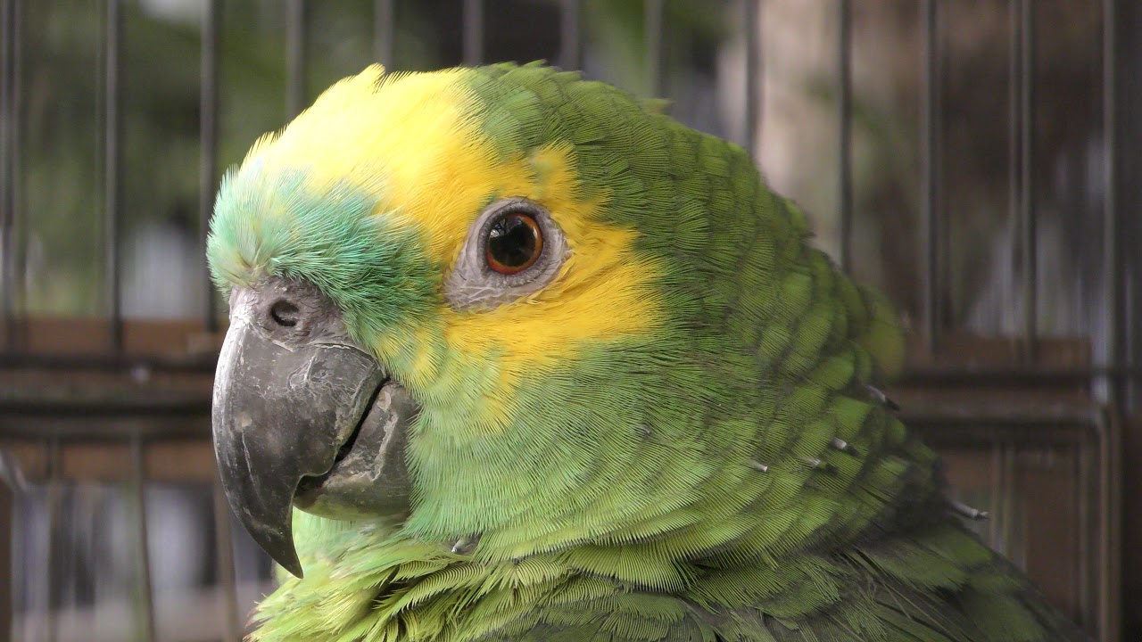 Blue-fronted amazon