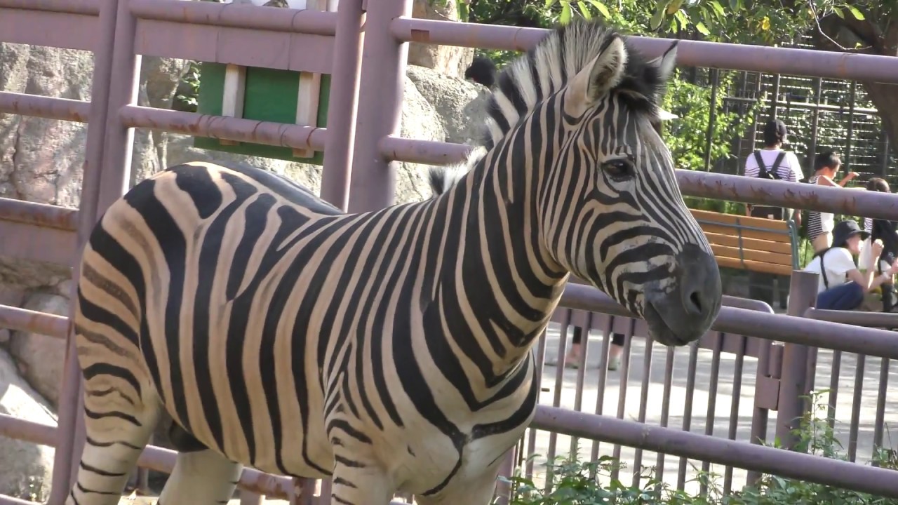 Chapman's zebra