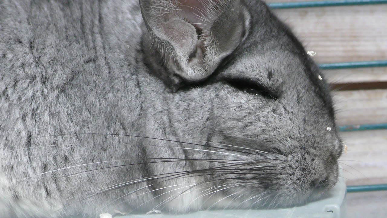 チンチラ