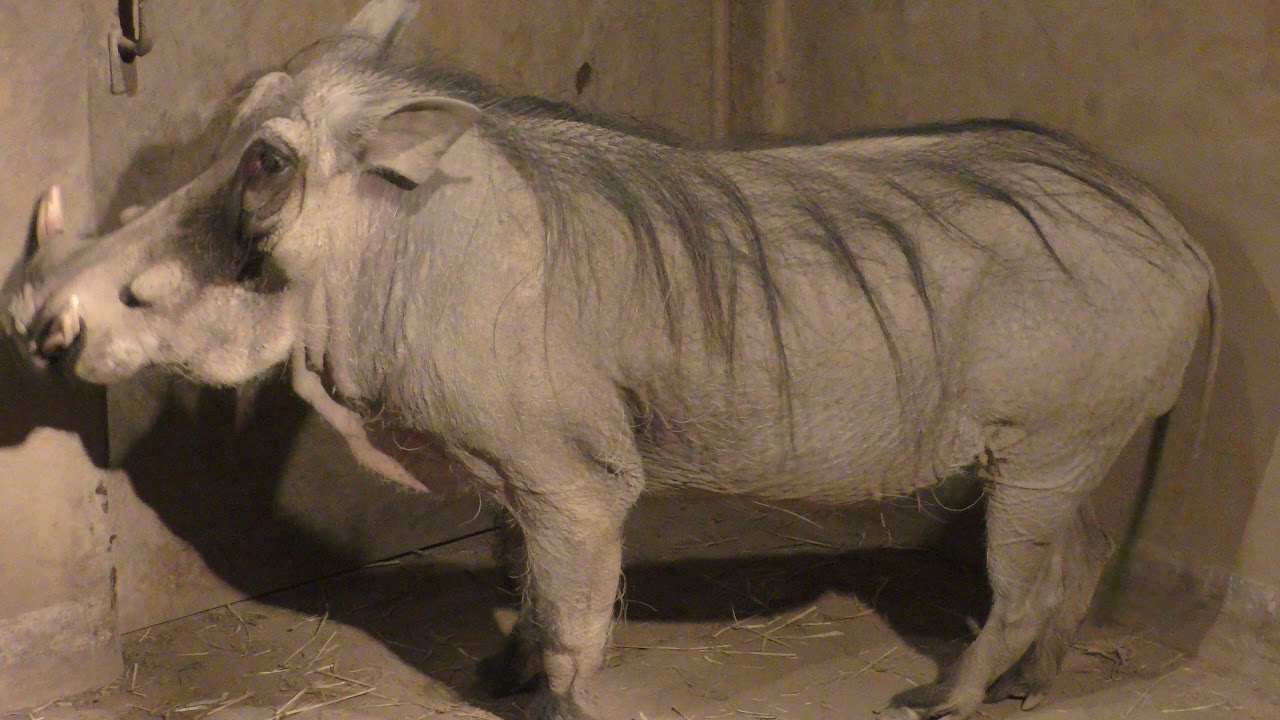 Desert warthog