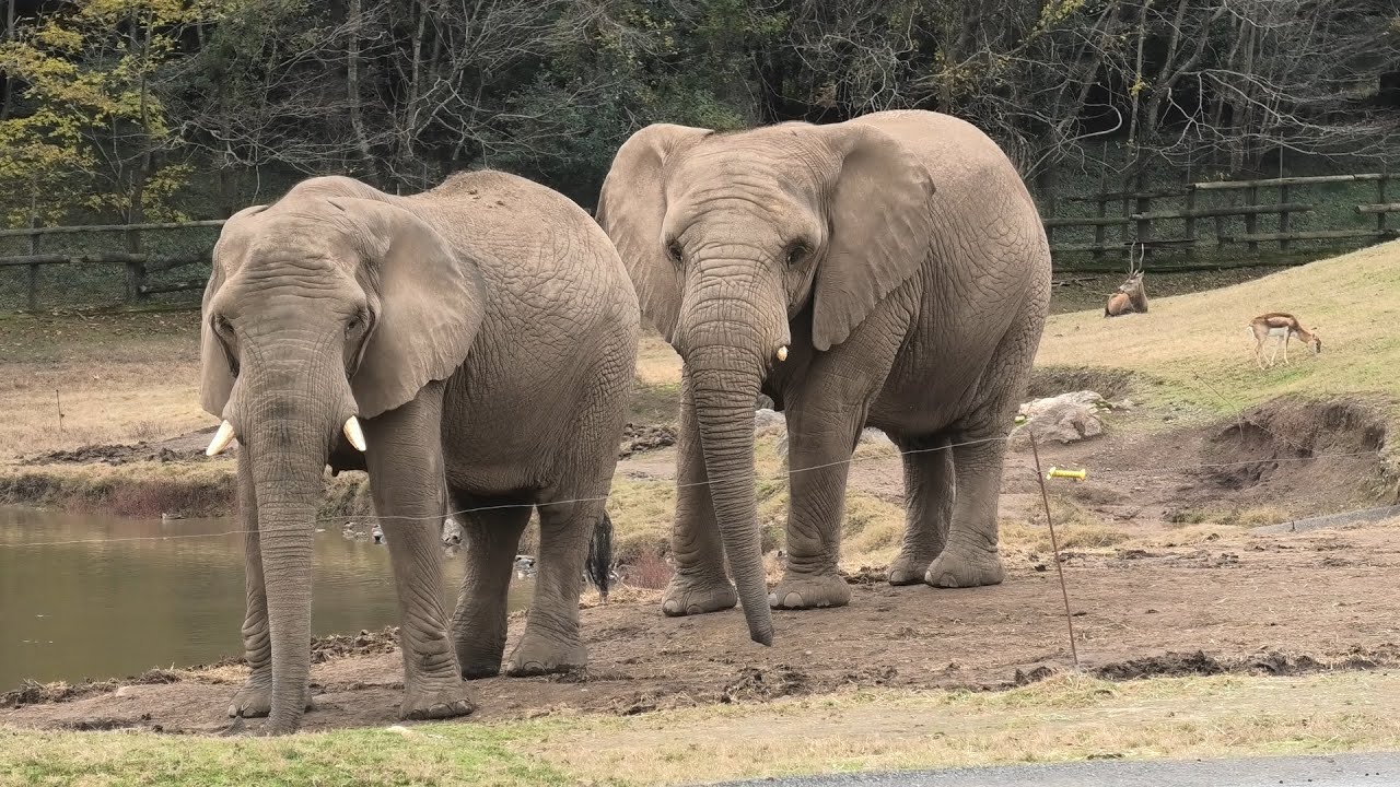Savanna elephant