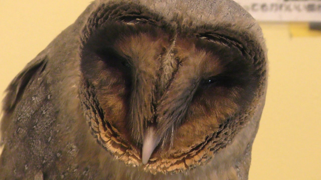 Black barn owl
