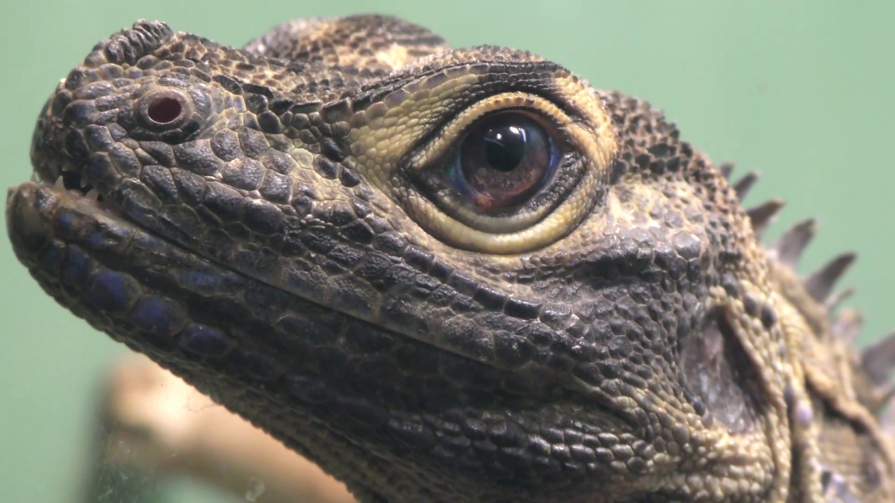 Philippine sailfin lizard