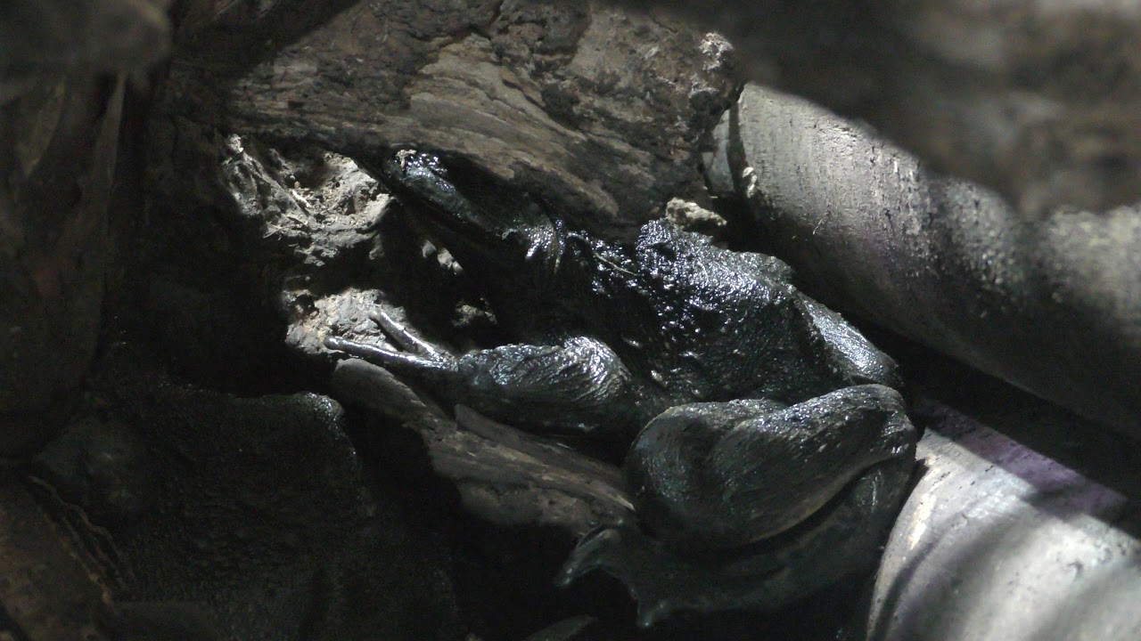 Goliath frog