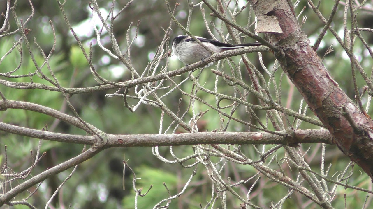 Long-tailed tit