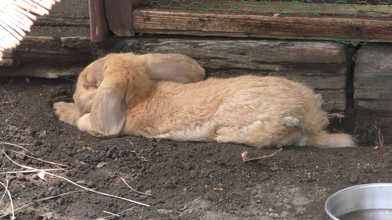 European rabbit