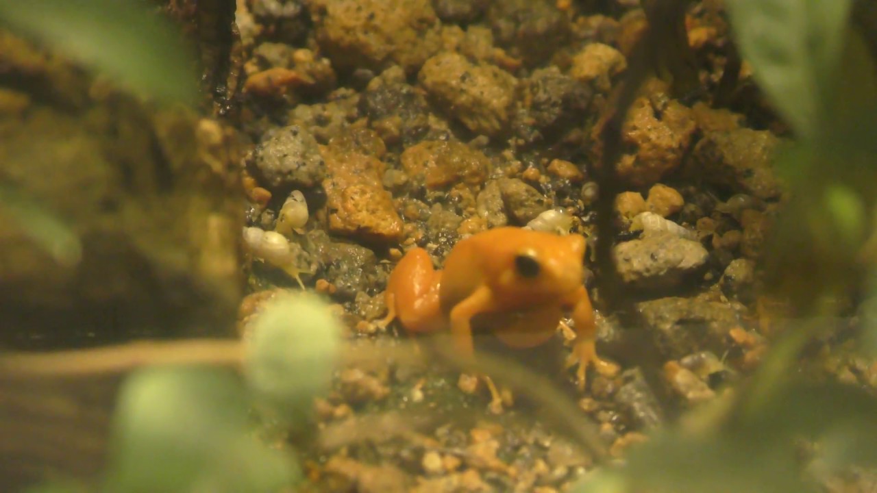 Golden mantella
