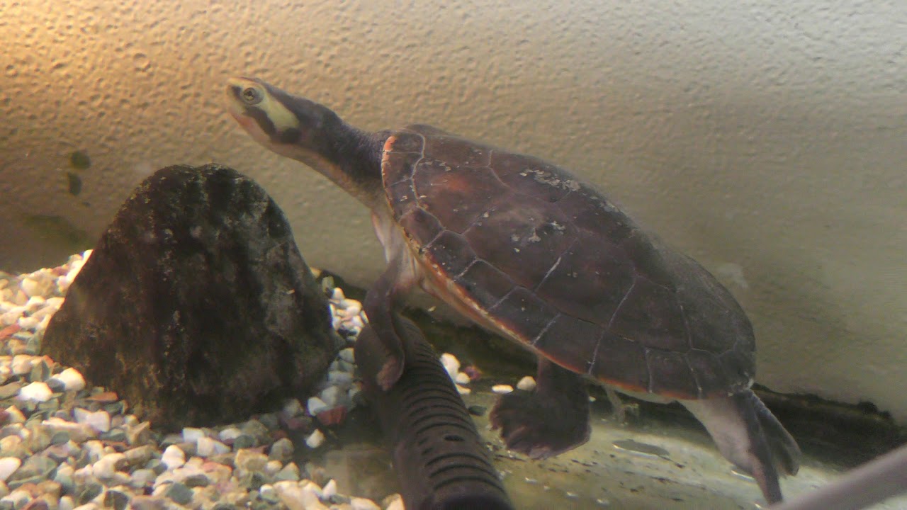 Red-bellied short-necked turtle