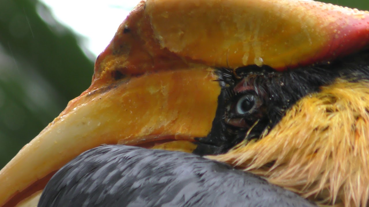 Great hornbill