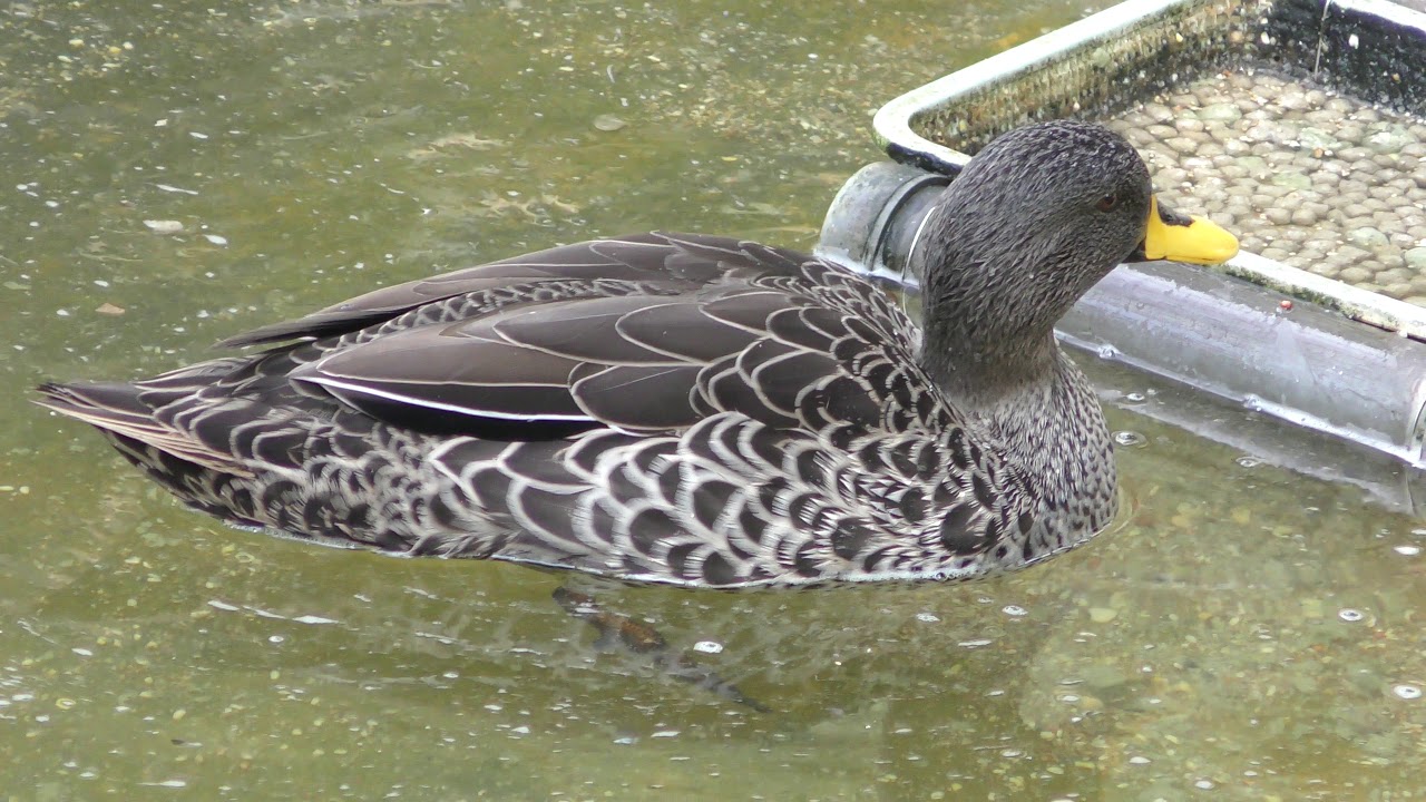 Yellow-billed duck