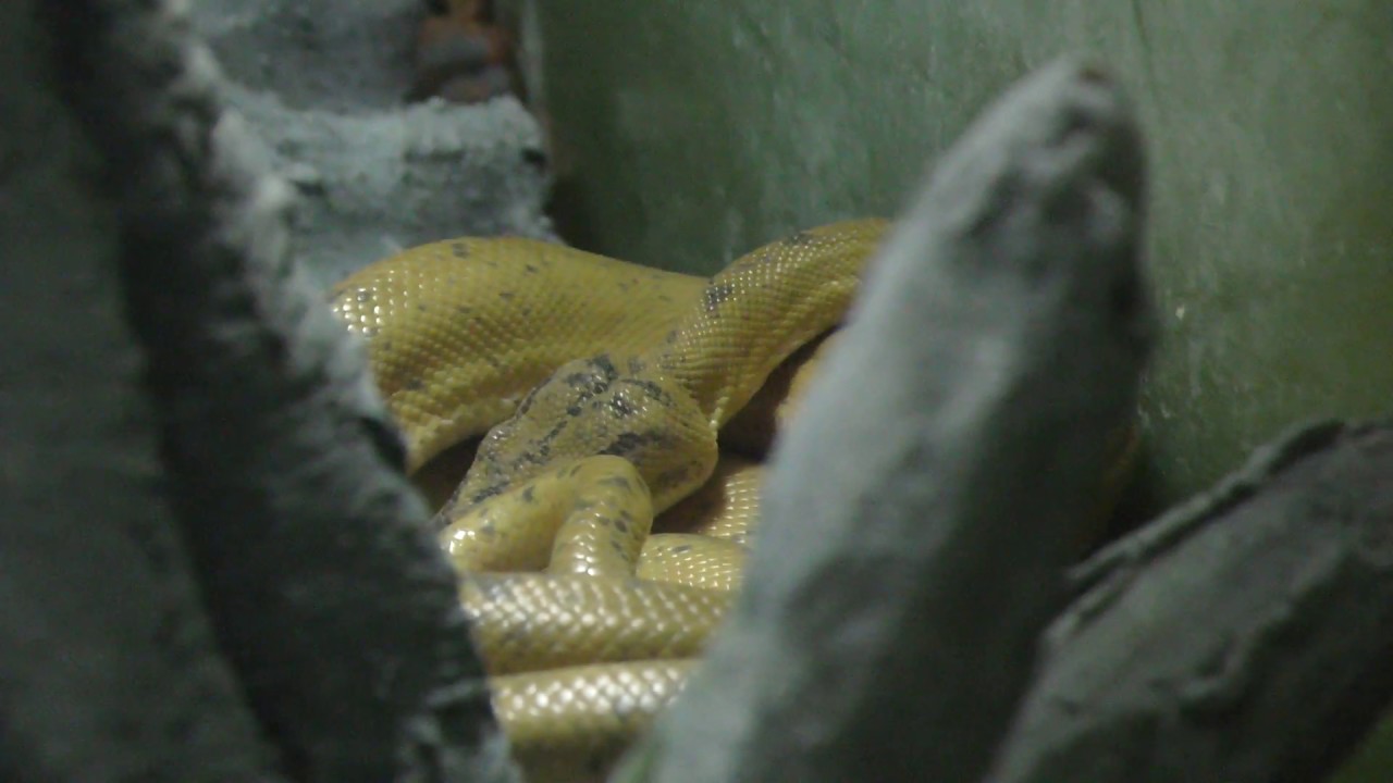 Amazon tree boa