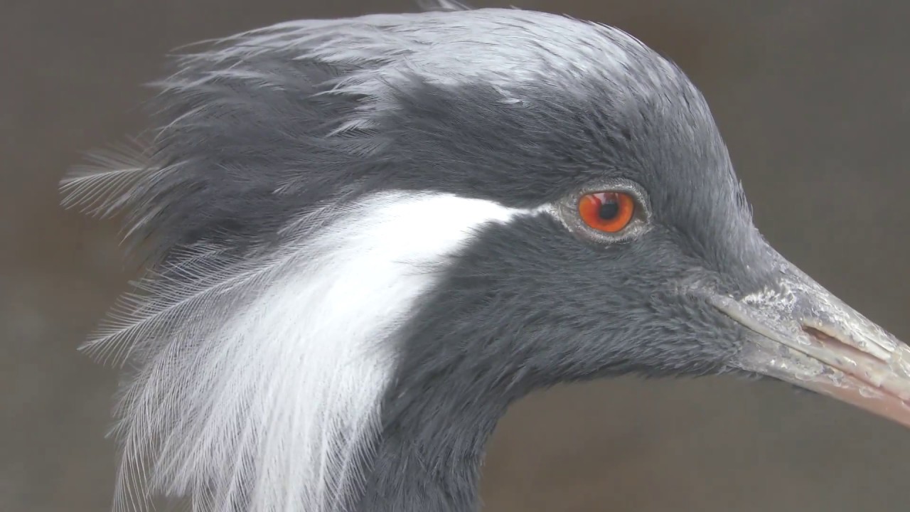 Demoiselle crane