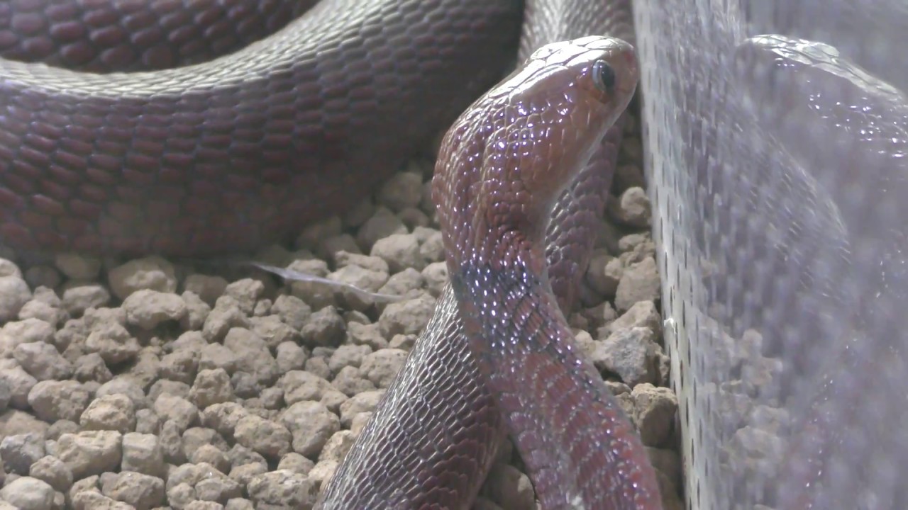 Red spitting cobra