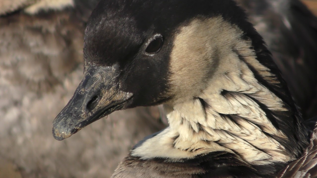 Hawaiian goose