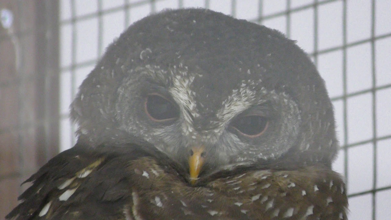 African wood owl
