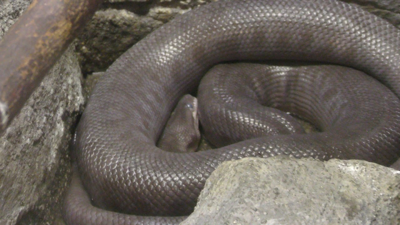 Colombian rainbow boa