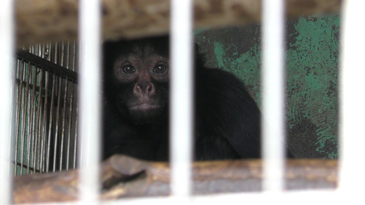 Red-faced spider monkey