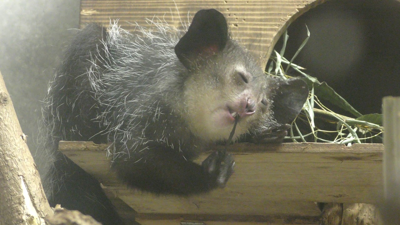Aye-aye