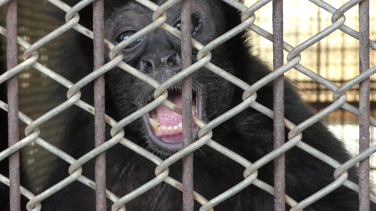 White-bellied spider monkey