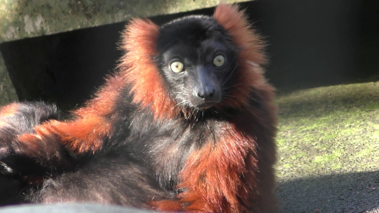 アカエリマキキツネザル
