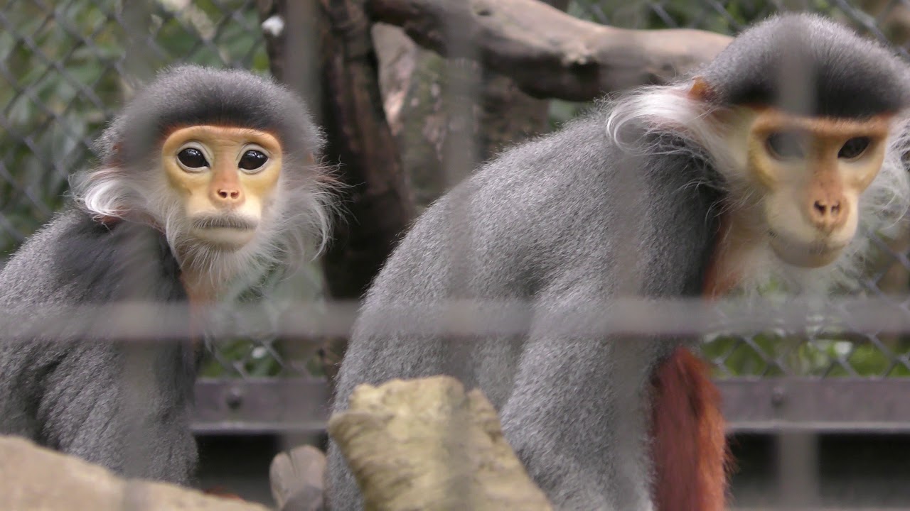 Red-shanked douc