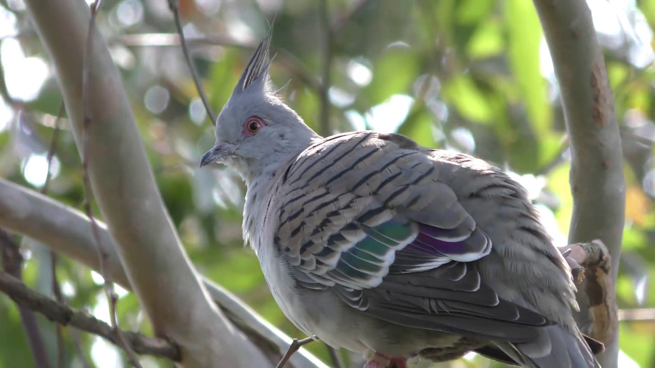 Crested pigeon