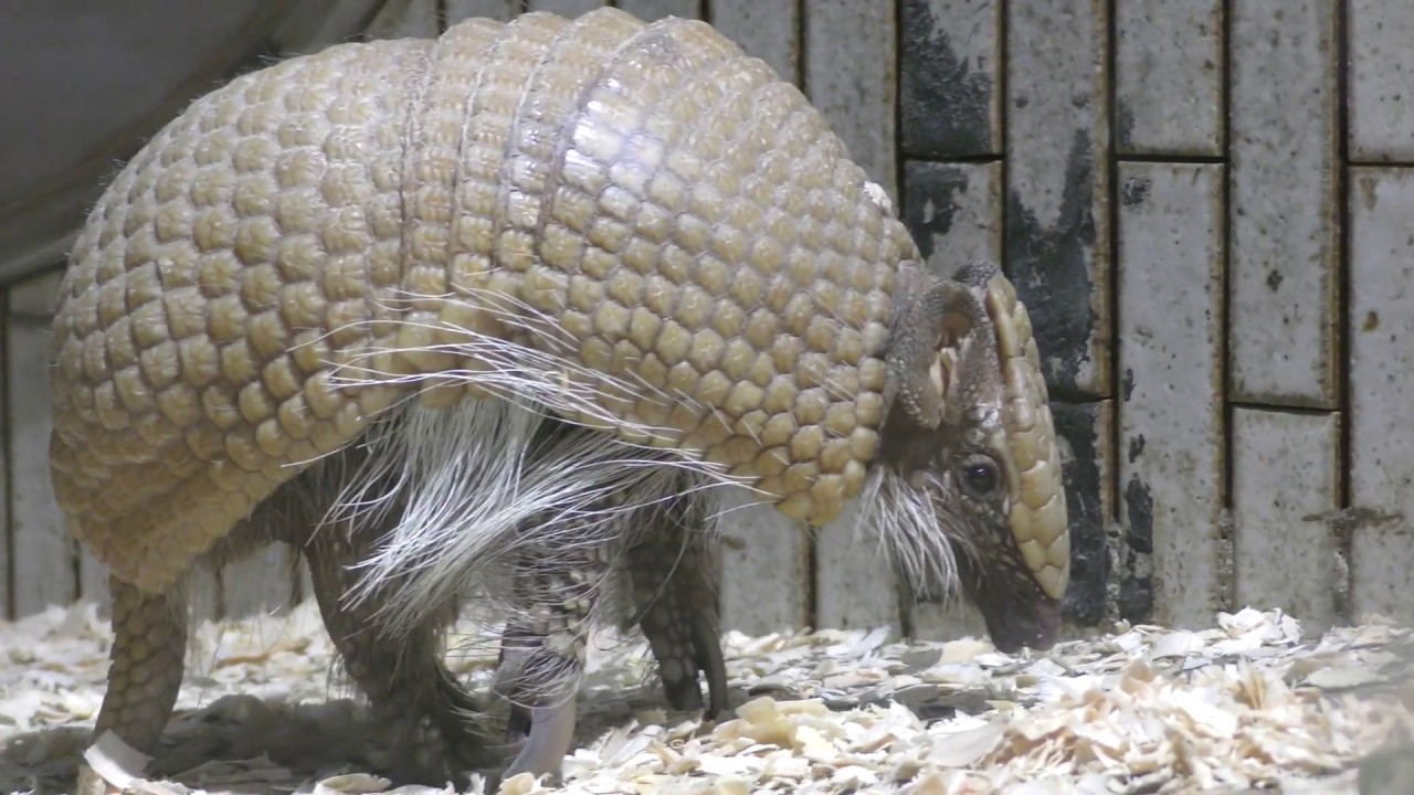 Southern three-banded armadillo