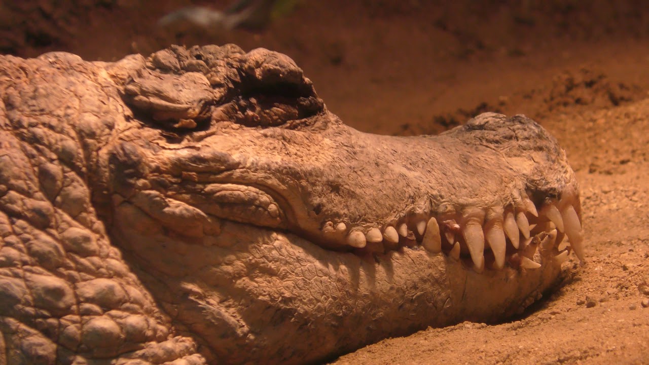 West african dwarf crocodile