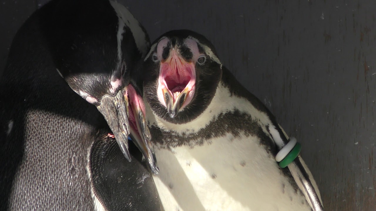 Humboldt penguin