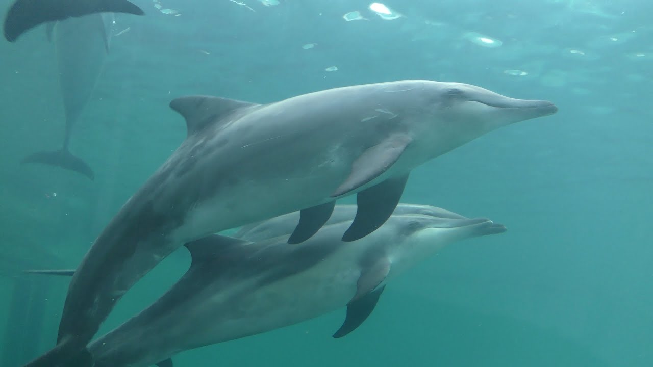 Rough-toothed dolphin