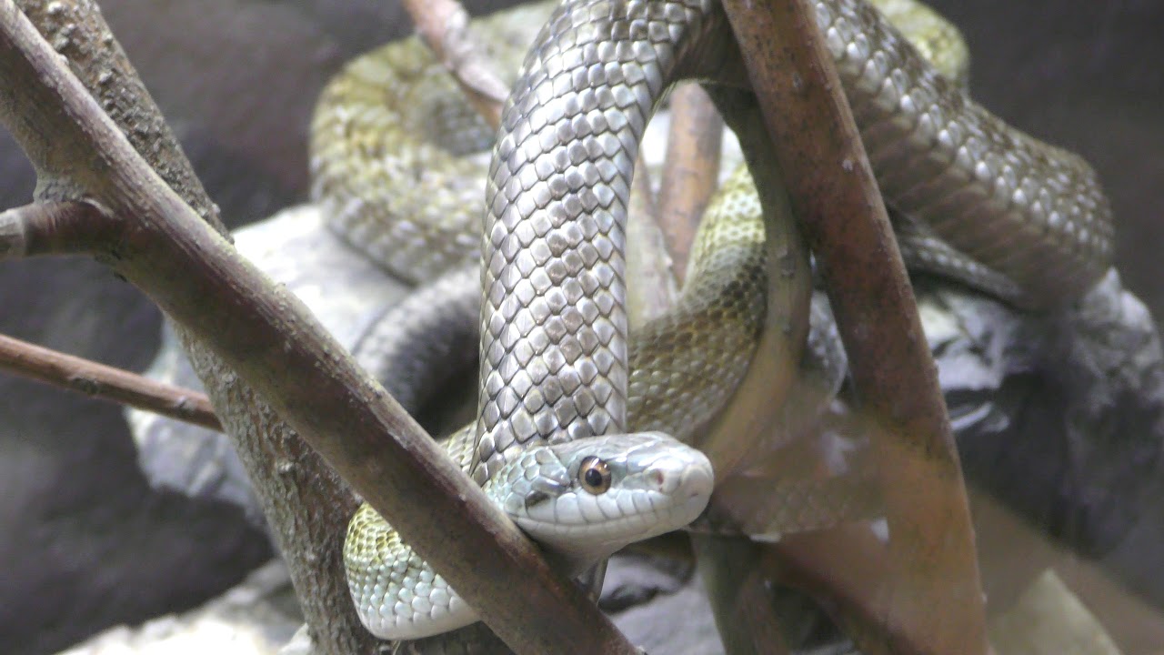 Japanese rat snake