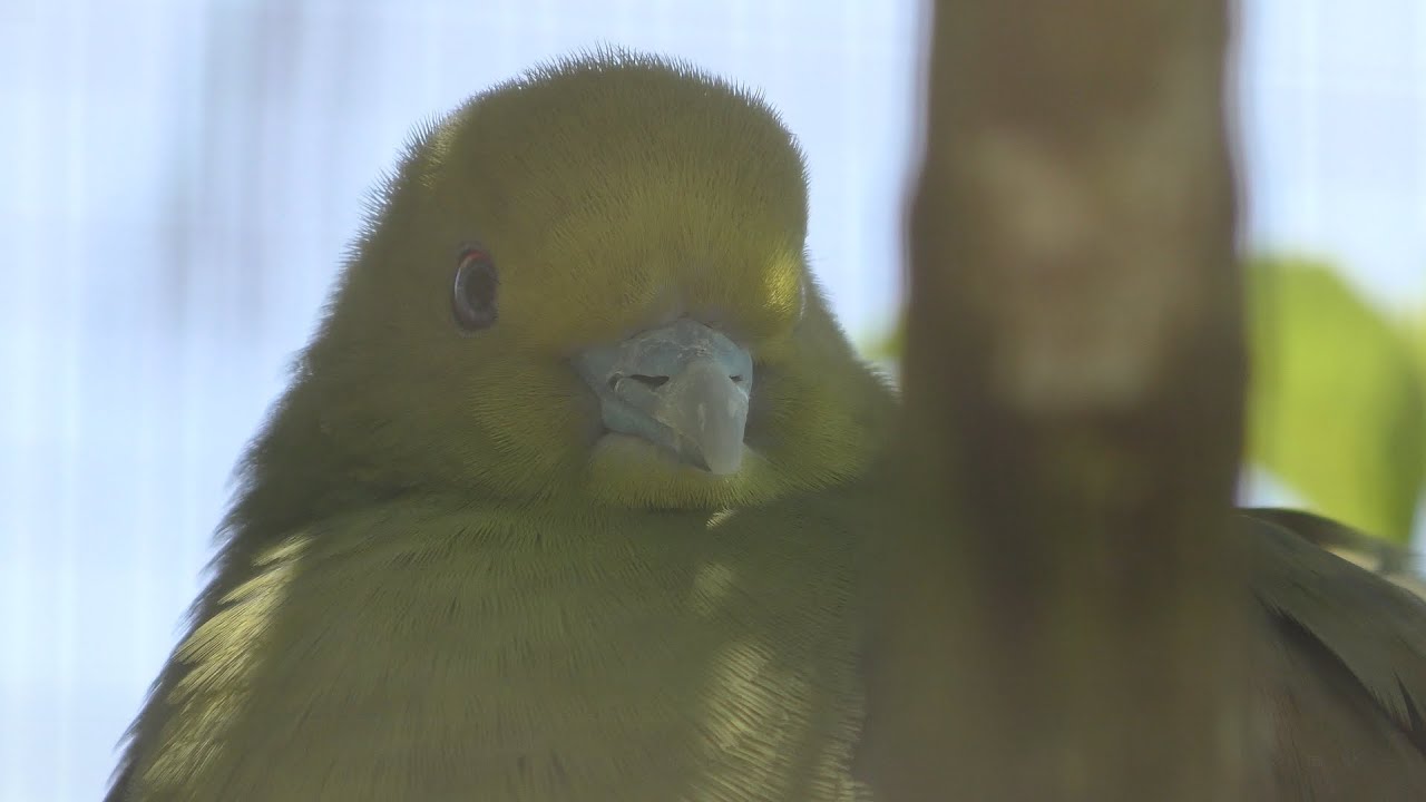 Whistling green-pigeon