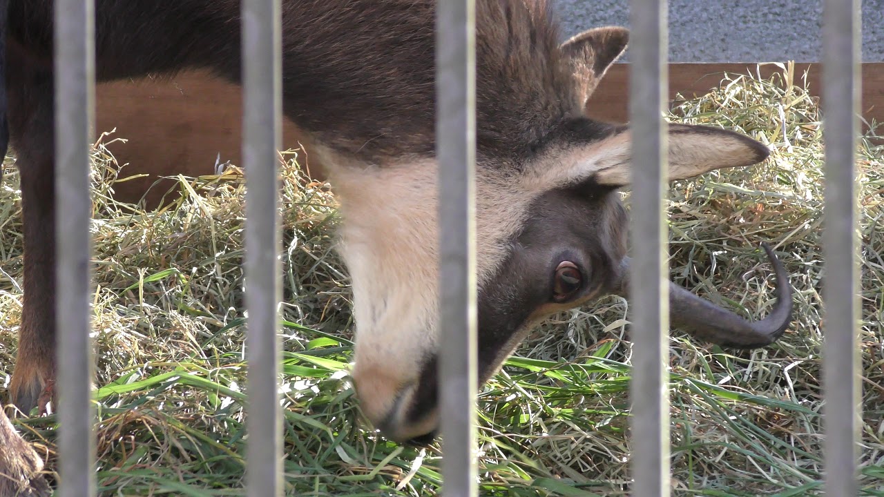 Chamois