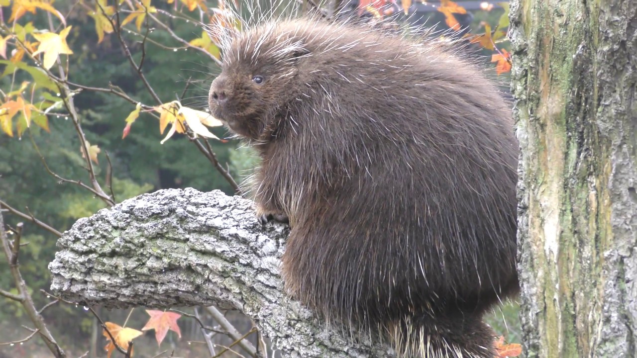 North american porcupine
