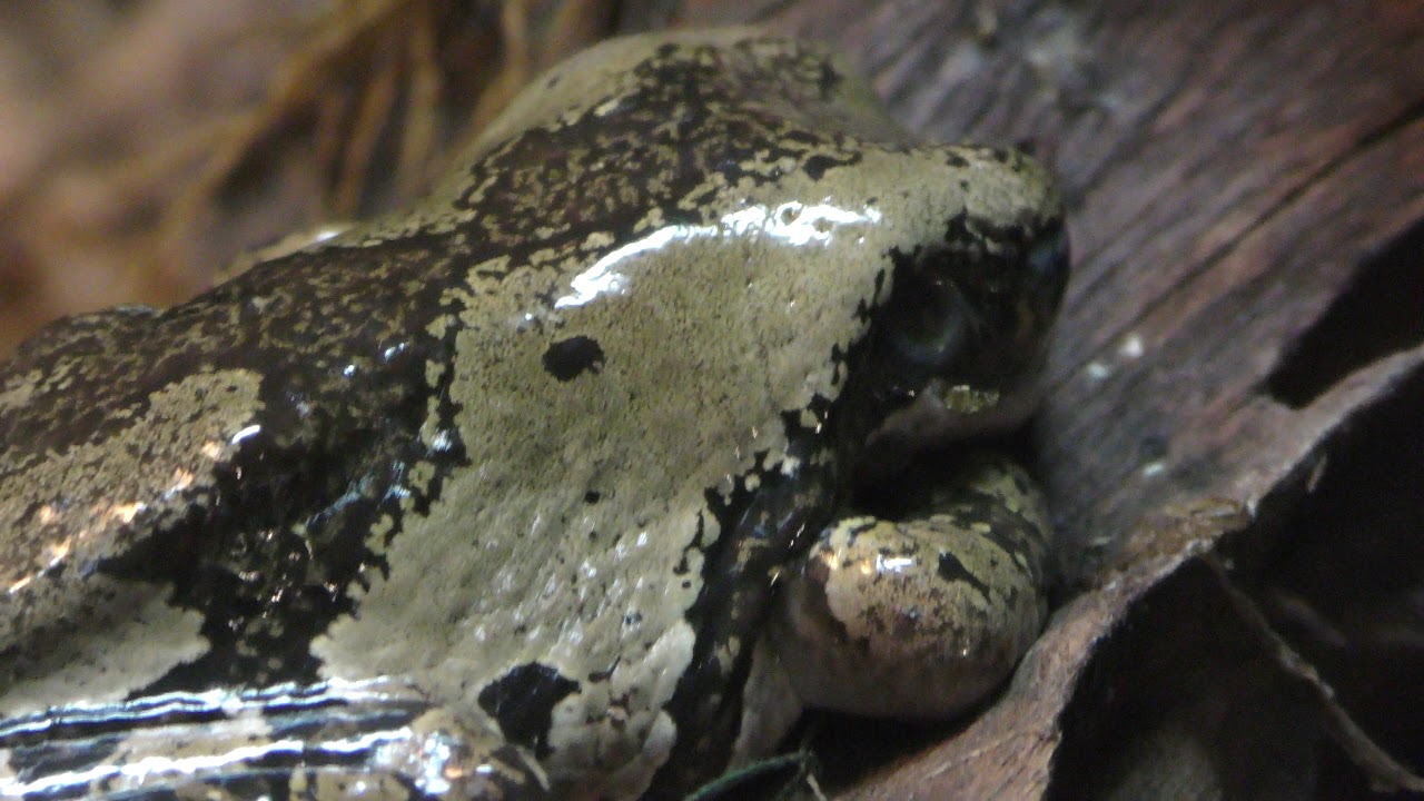 Veined tree frog