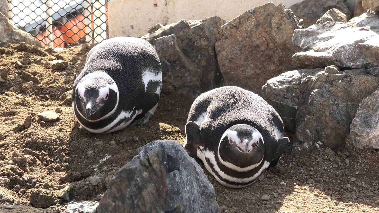Magellanic penguin