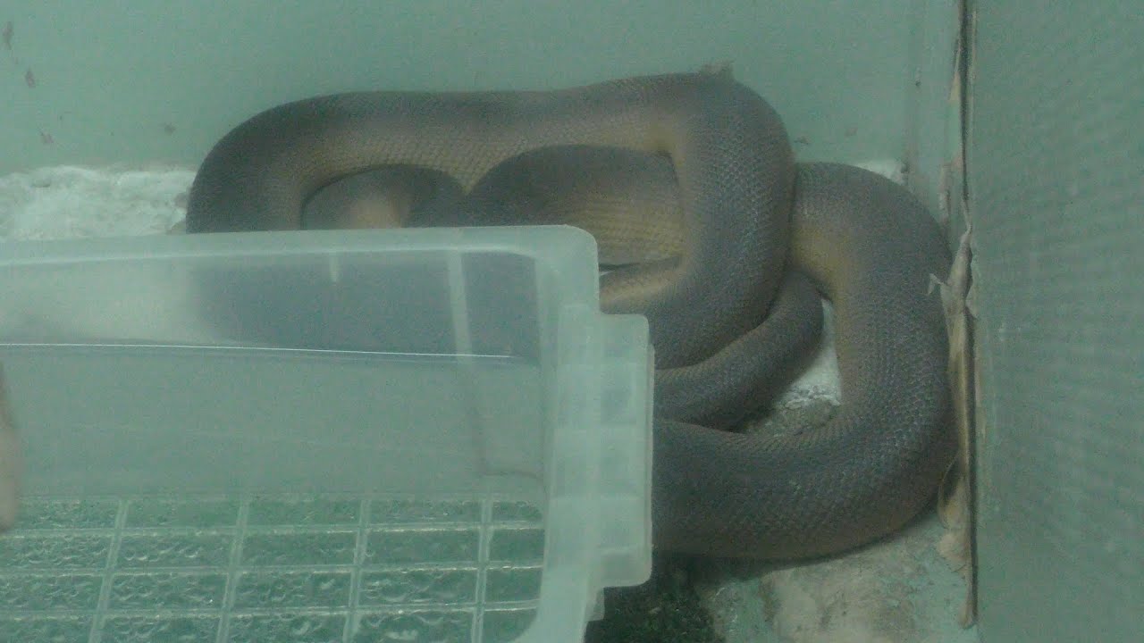 White lipped python