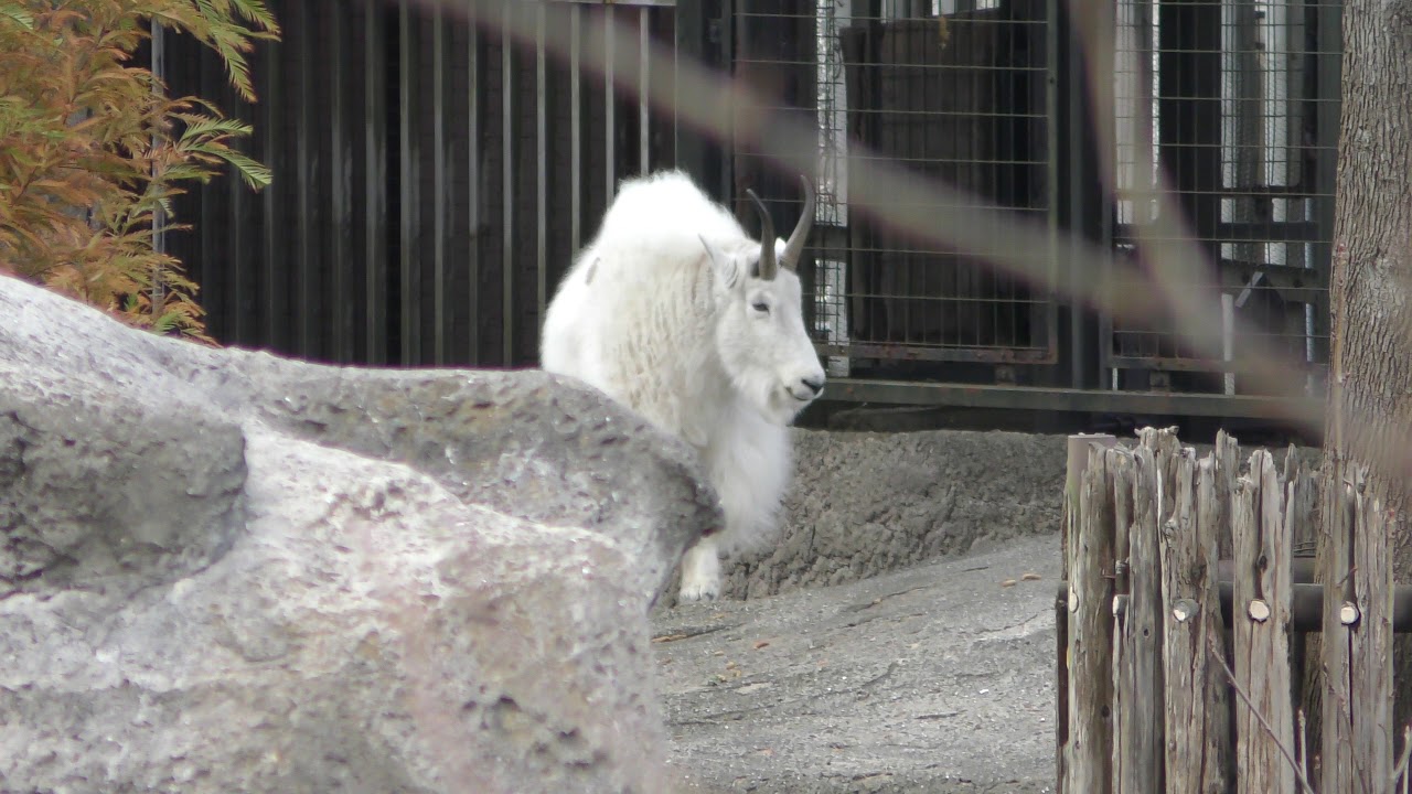 Mountain goat