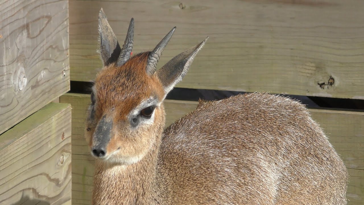 Kirk's dik-dik