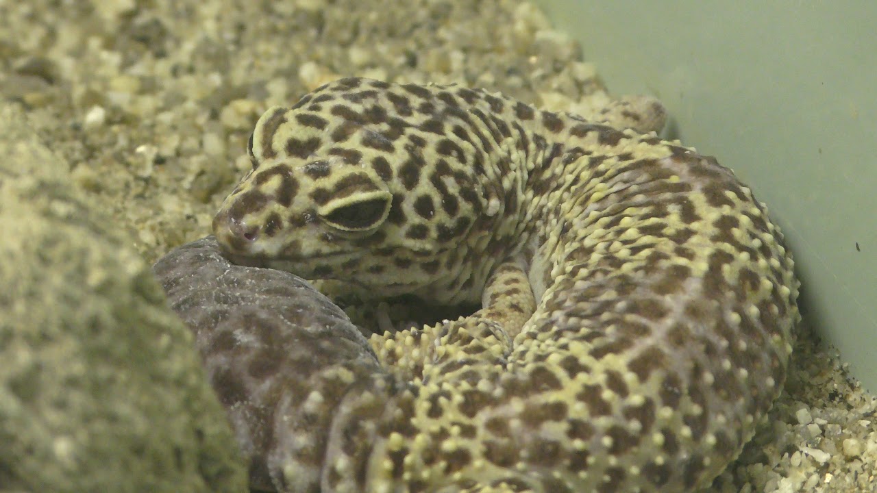 Common leopard gecko