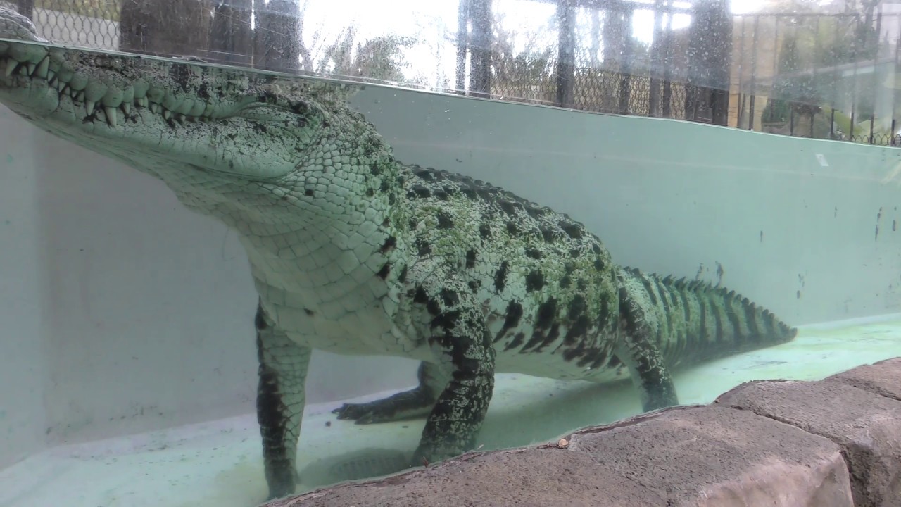 New guinea crocodile