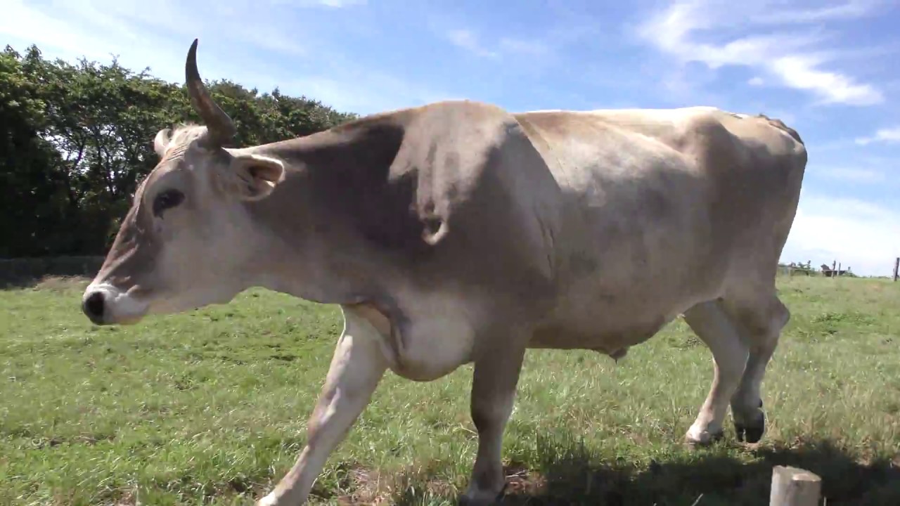 Brown swiss cattle