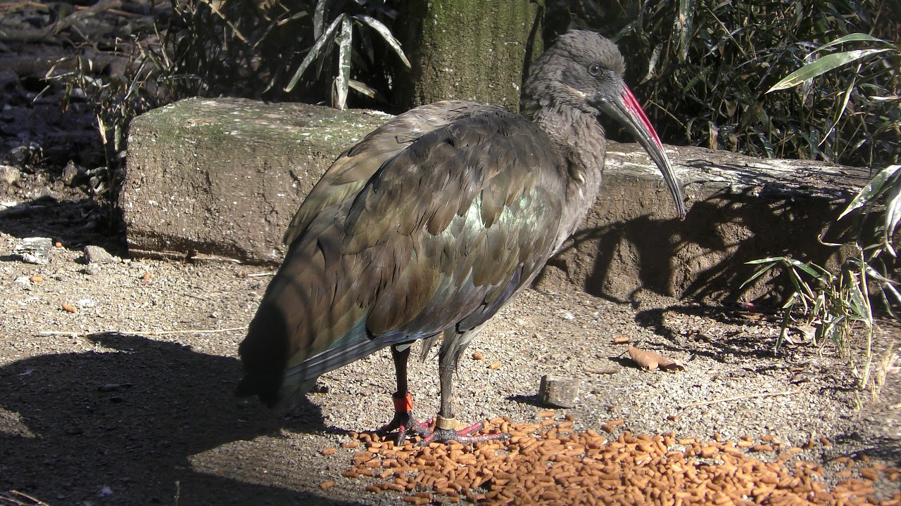 Hadada ibis