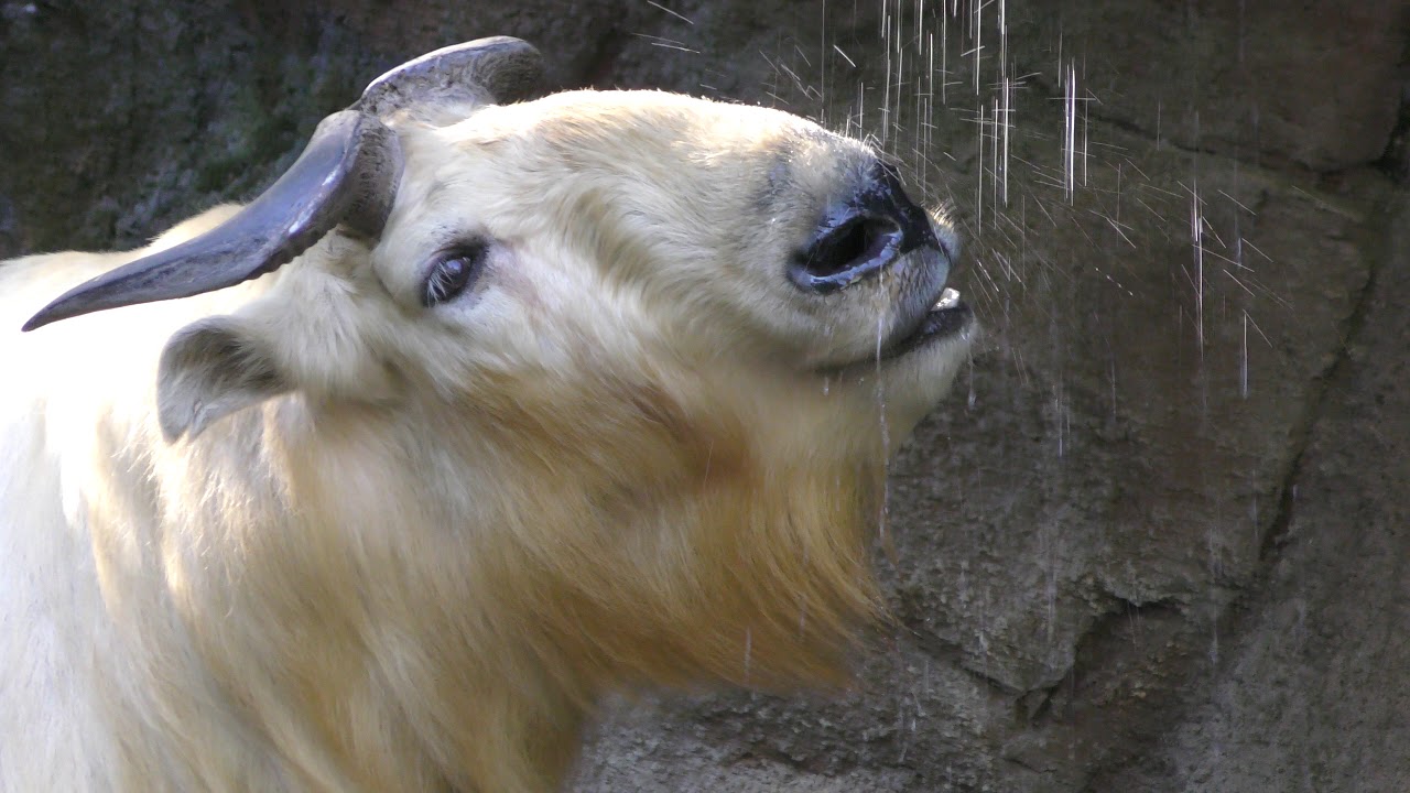 Takin