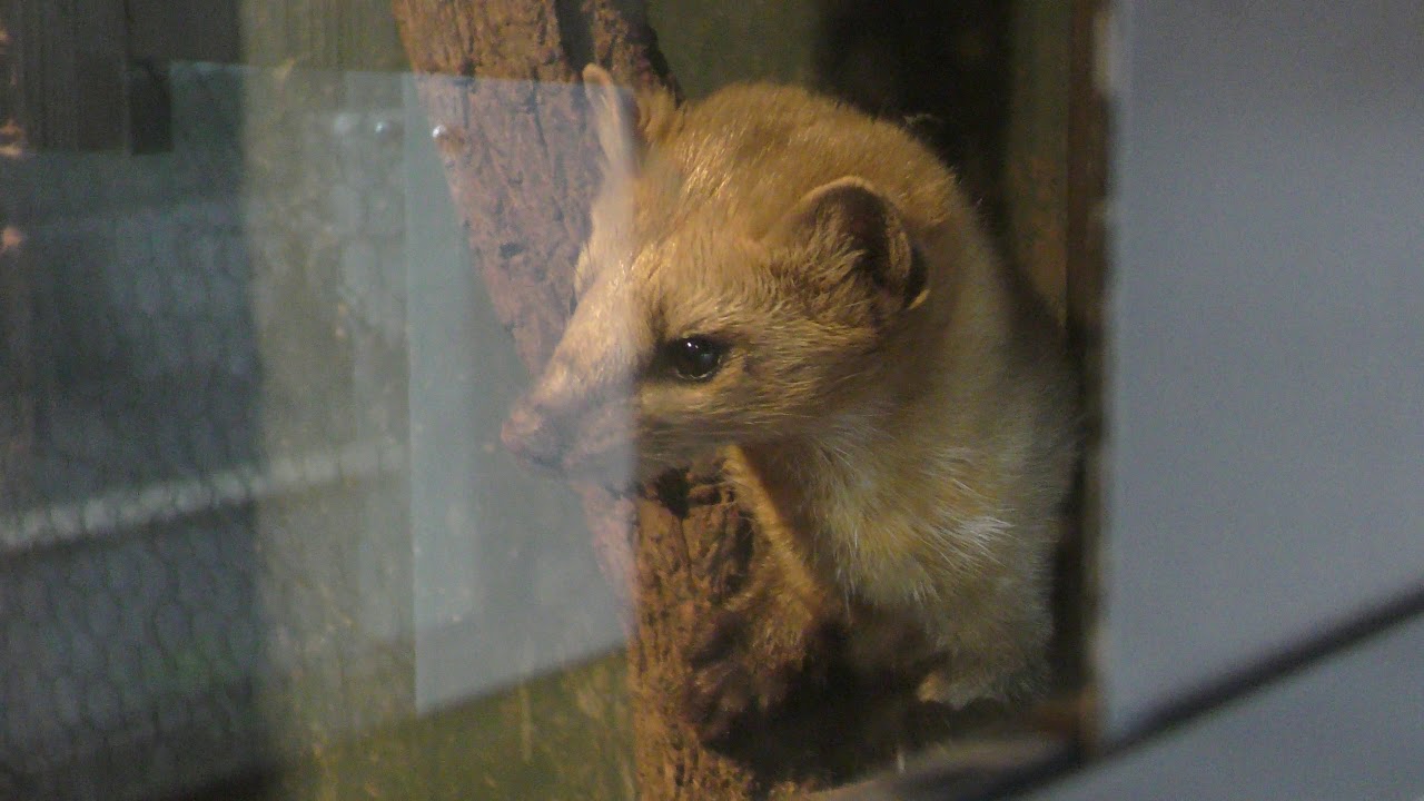 Sable (brachyura)