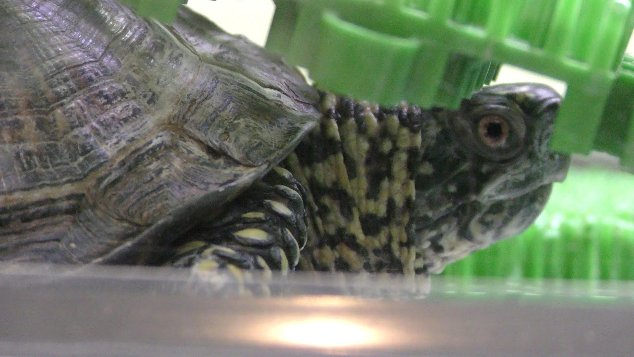 Common box turtle
