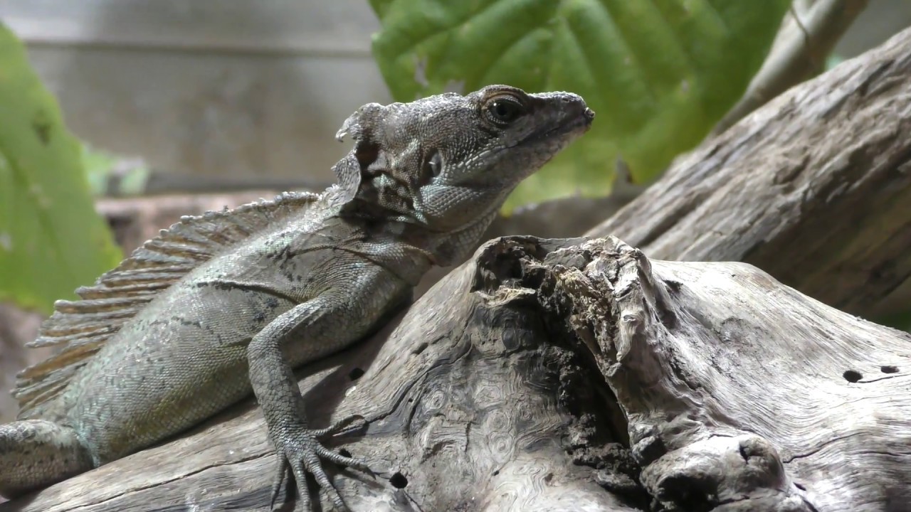Common basilisk