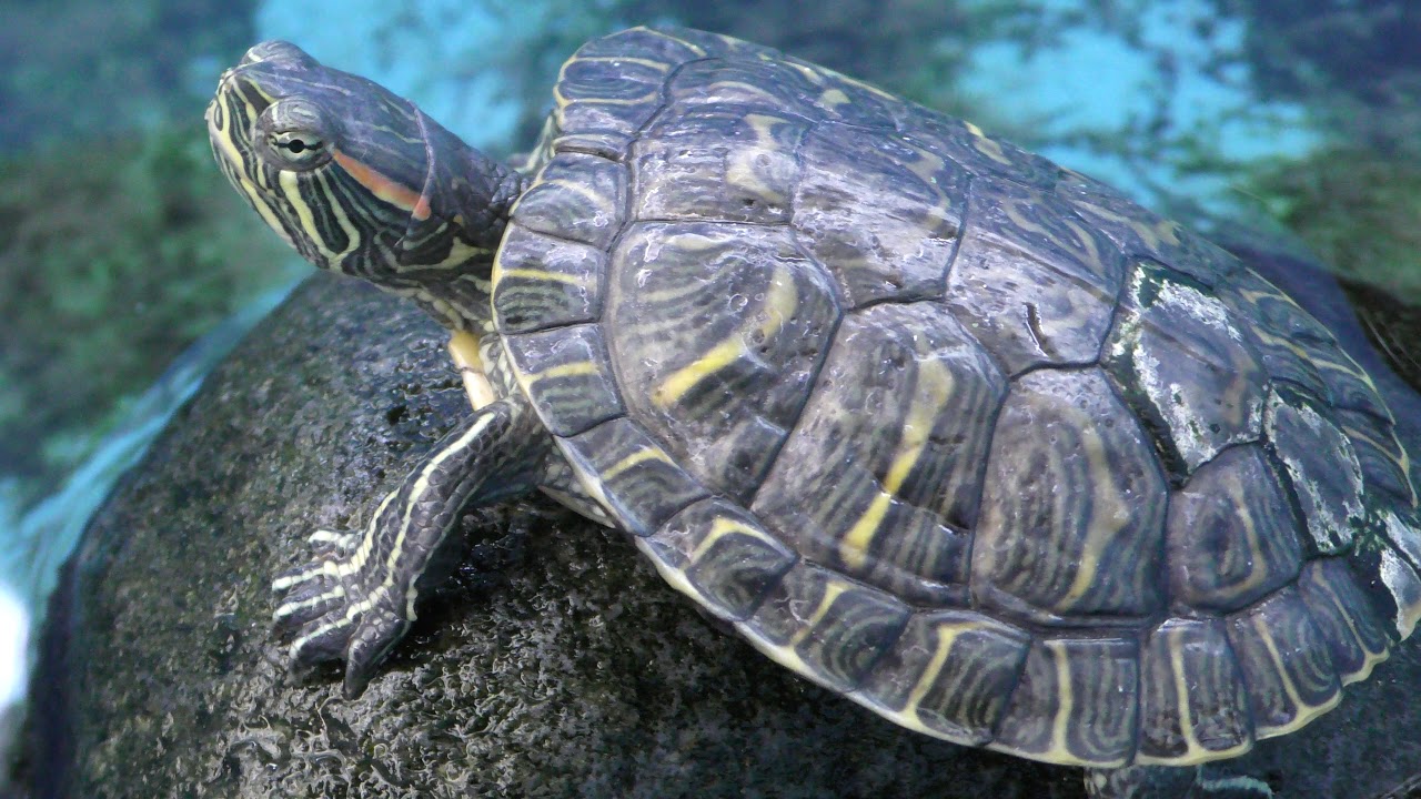 Common slider