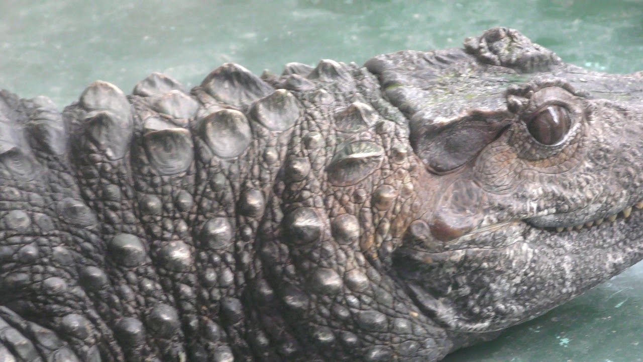 Smooth-fronted caiman