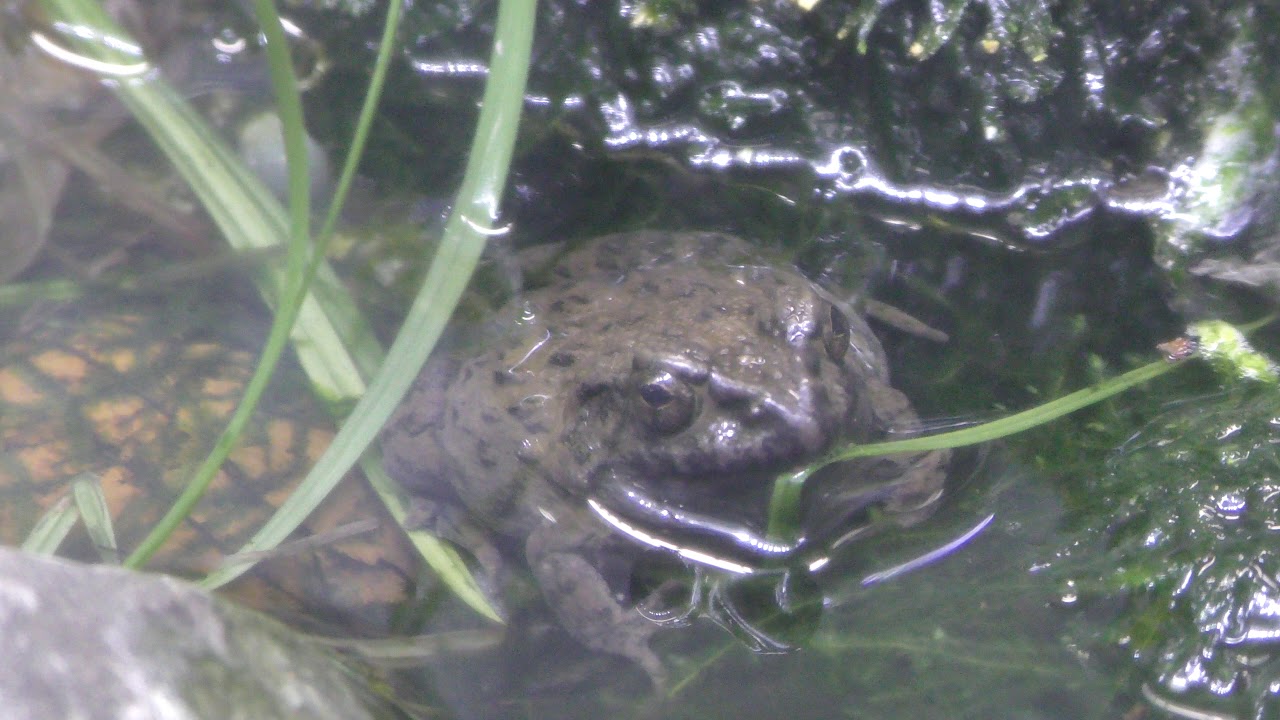Wrinkled frog